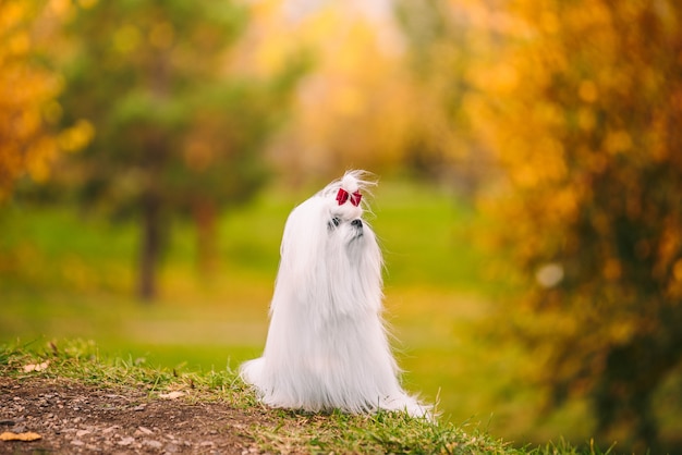 Cagnolino maltese della razza del cane bianco nella foresta di autunno