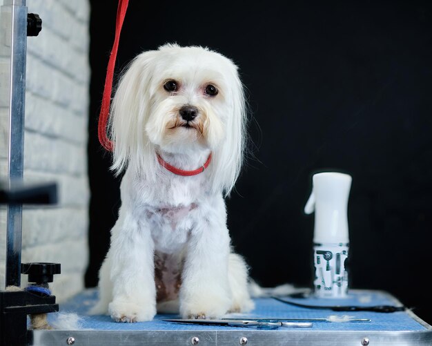 Cagnolino maltese sul tavolo di toelettatura su sfondo nero