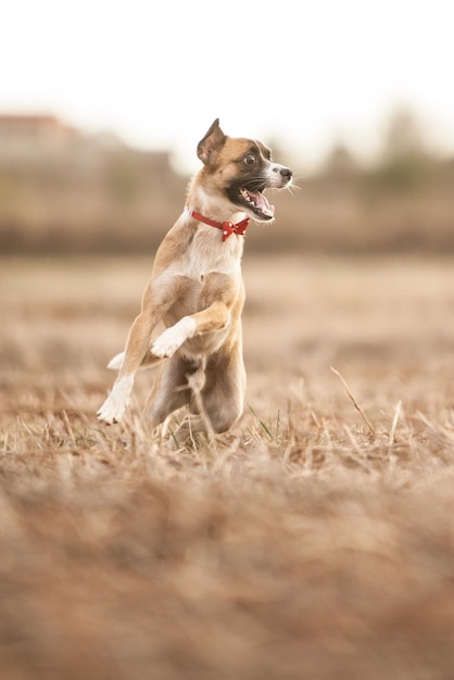 Cagnolino seduto