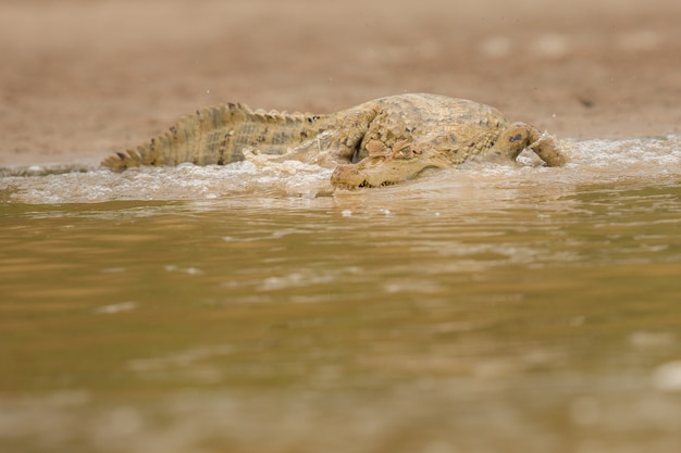 Caimano selvaggio nell'habitat naturale brasile selvaggio fauna selvatica brasiliana pantanal