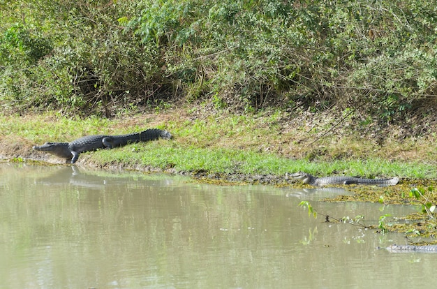 Caimano yacare nella zona umida brasiliana