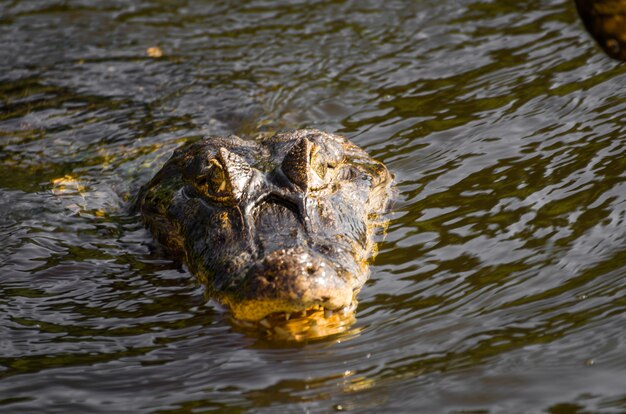 Caimano yacare nella zona umida brasiliana