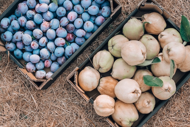 Cajas de arandanos y membrillos