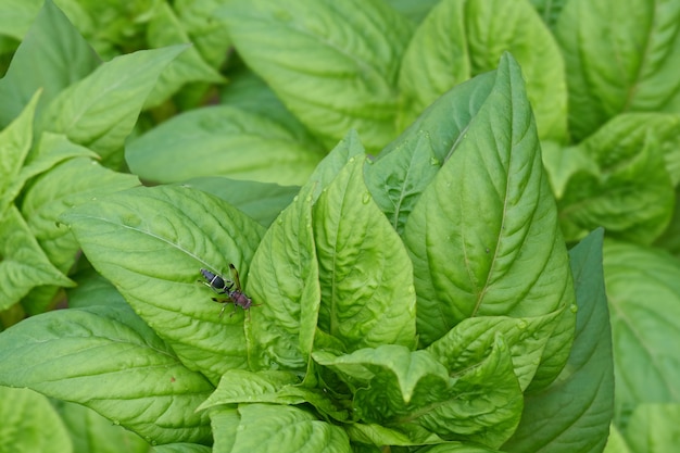 Calabrone su foglia vegetale verde