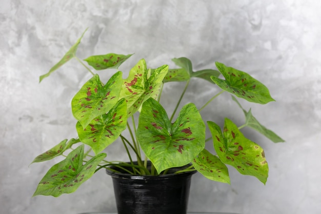 Caladium Bicolor belle foglie Regina delle foglie per la decorazione del giardino