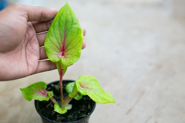 Caladium bicolor è considerata la regina delle piante a foglia