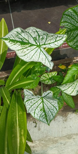 Caladium bicolor Pianta scattata da vicino