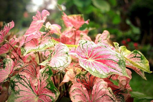 Caladium bicolore foglie rosa splendidamente modellate utilizzate in giardino