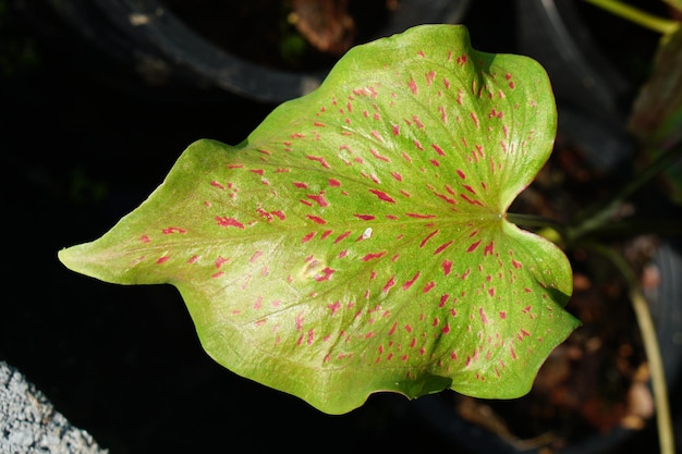 caladium bicolore in vaso ottima pianta per decorare il giardino