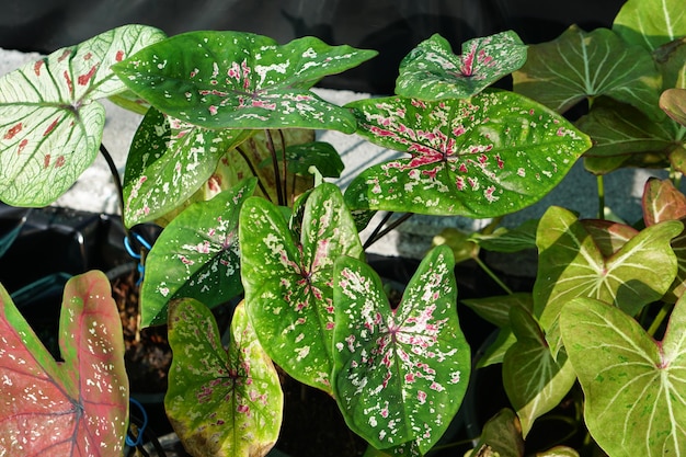 caladium bicolore in vaso ottima pianta per decorare il giardino