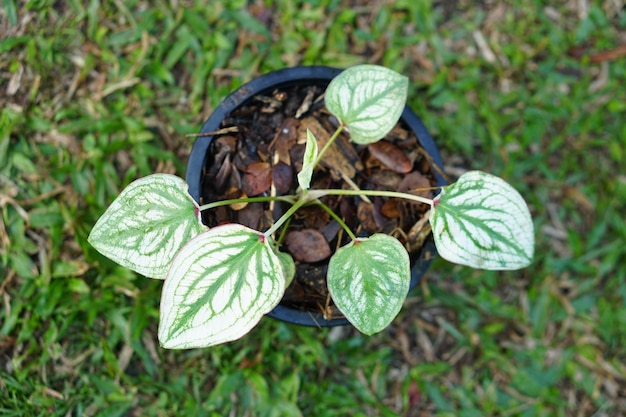 caladium bicolore in vaso ottima pianta per decorare il giardino