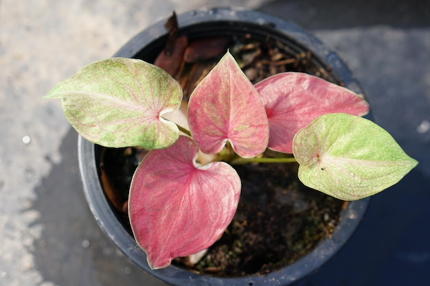 caladium bicolore in vaso ottima pianta per decorare il giardino