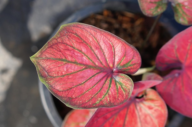 caladium bicolore in vaso ottima pianta per decorare il giardino