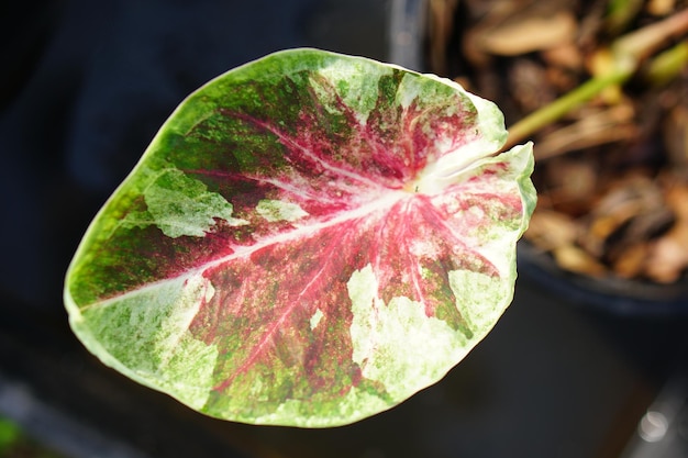 caladium bicolore in vaso ottima pianta per decorare il giardino