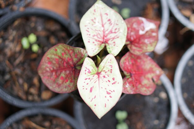 caladium bicolore