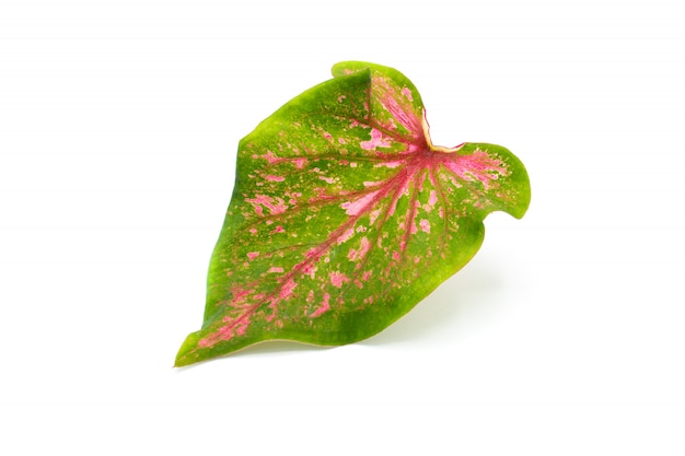 Caladium verde e rosso bicolore isolato