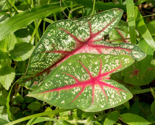 Caladium