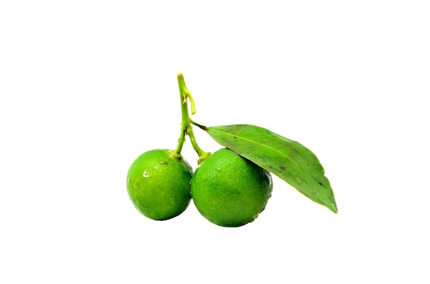 Calamansi su sfondo bianco