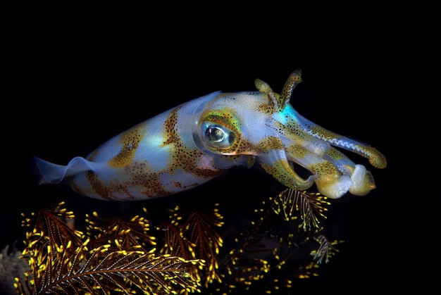 Calamari nella notte Incredibile mondo sottomarino delle Filippine