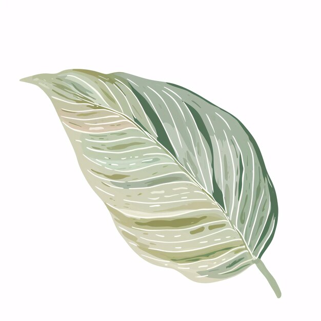 Calathea lascia le piante in acquerello Handawn illustrazione