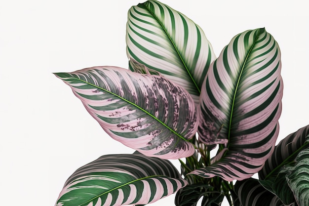 Calathea leitzei conosciuta anche come la pianta tropicale Calathea Fusion White Prayer da vicino