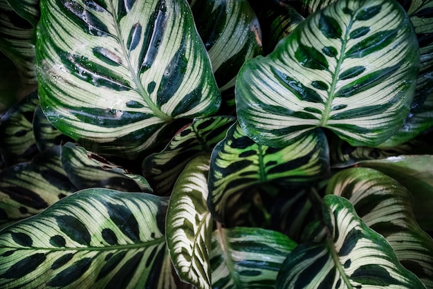 Calathea makoyana pattern foglie verdi naturali