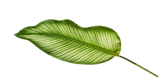 Calathea ornata (Pin-stripe Calathea) foglie, fogliame tropicale isolato su sfondo bianco
