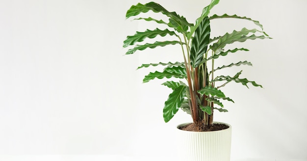 Calathea rufibarba foglia di velluto verde primo piano Piante da vaso in vaso verde arredamento per la casa cura e coltivazione varietà di marantaceae