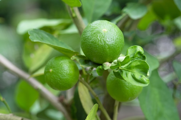 Calce fresca su tiglio in un giardino biologico.