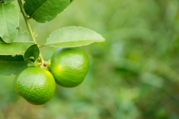 Calce verde acerbo che pende da un tiglio