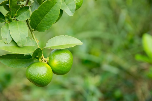 Calce verde acerbo che pende da un tiglio