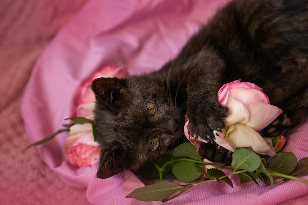 Calda coperta e simpatico gattino nero soffice con rose rosa Gattino appoggiato sul cuscino