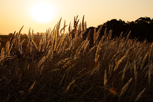 Calda serata primaverile con un prato vivace e luminoso durante il tramonto. Silhouette di erba alla luce del sole al tramonto dorato. Bellissimo paesaggio naturale con raggi di sole. Erba secca al sole, all'alba o al tramonto.