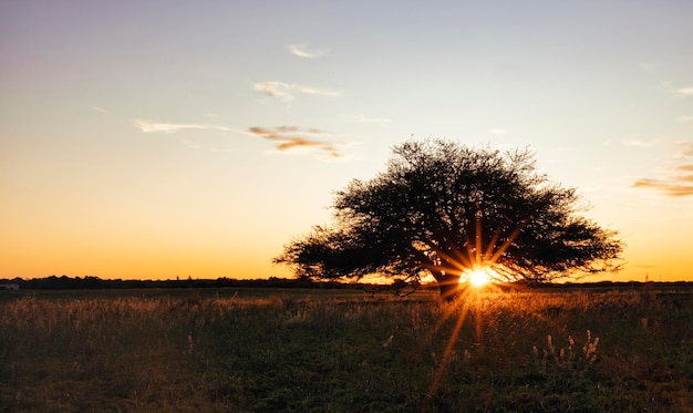 Calden al tramonto albero tipico della regione di La Pampa in Argentina Prosopis Caldenia