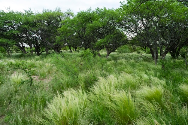 Calden paesaggio forestale Geoffraea piante decorticans La Pampa provincia Patagonia Argentina