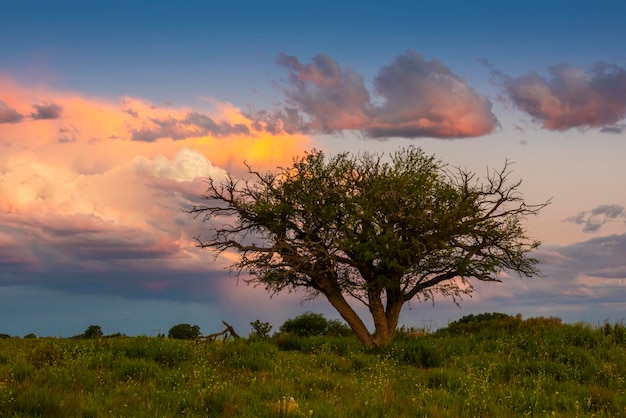 Calden tree paesaggio La Pampa provincia Patagonia Argentina