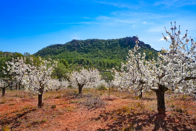 Calderona mountain Cherry Blossom a Valencia