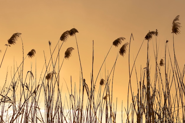 Caldo tramonto dorato sera canna paesaggio naturale