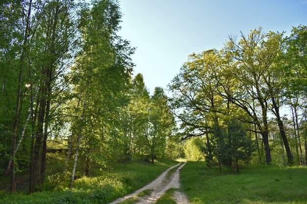 Caldo tramonto nella verde foresta estiva