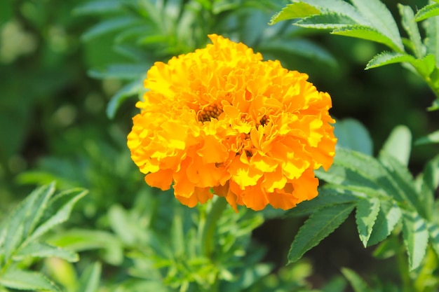 Calendula brillante in giardino