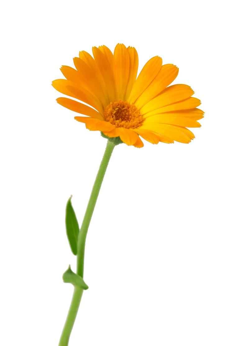 Calendula Fiore di calendula con foglie isolate su bianco