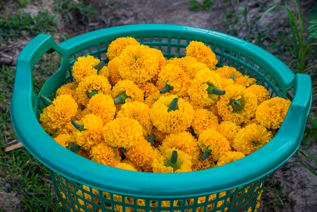 Calendula nel cestino