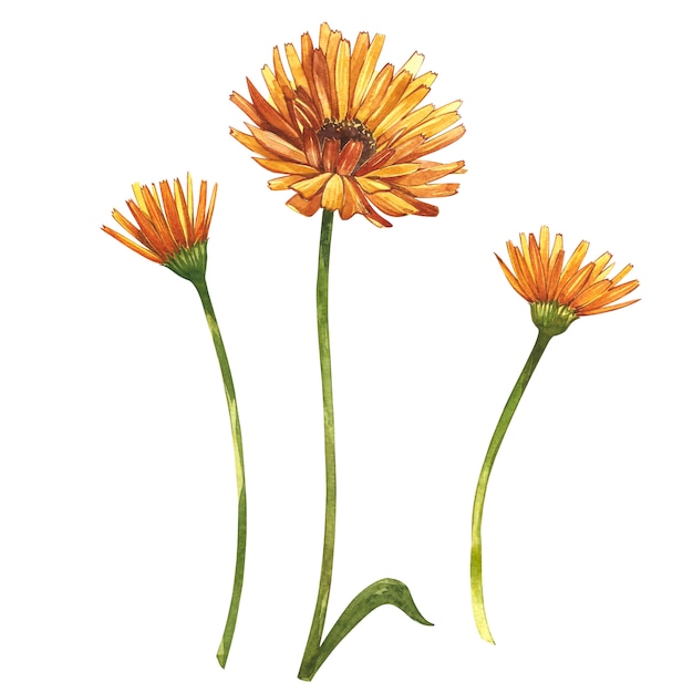 Calendula o fiore margherita. Illustrazione botanica dell'acquerello