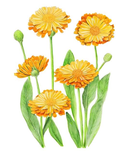 Calendula officinalis cosmetici o rimedi naturali pianta Gene