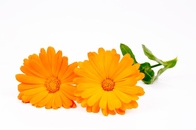 Calendula officinalis. Fiore di calendula con foglia isolata