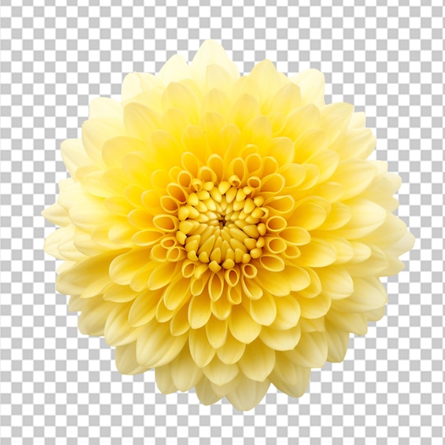 calendula png isolato su sfondo trasparente