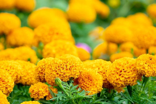 Calendula Tagetes erecta L Bellissimi fiori sbocciano di un giallo brillante con foglie verdi