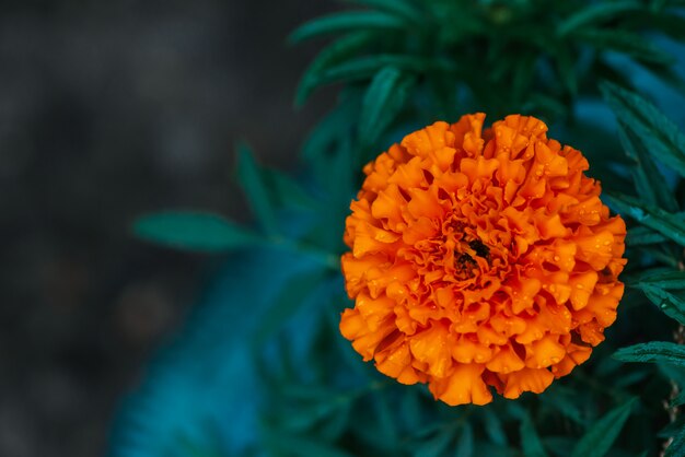 Calendula tenero su sfondo di ricca vegetazione con gocce di pioggia