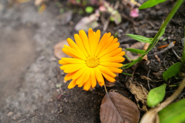 Calendula. Un grande fiore giallo della calendula nel giardino