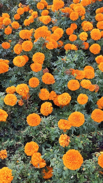 calendula